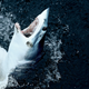 The mako shark flopped around the boat’s bow for about 2 minutes before wriggling free.